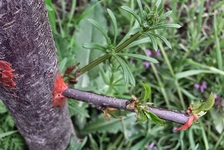 Şeftali Aşılama Aşı Nasıl Yapılır?