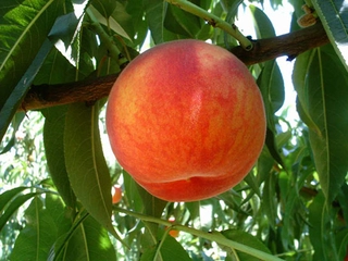 Şeftali Fidanı Ekimi ve Bakımı